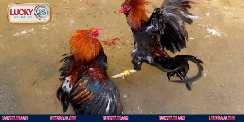 Các chiến kế sẽ dùng mọi kỹ năng cùng sức lực của mình để thi đấu