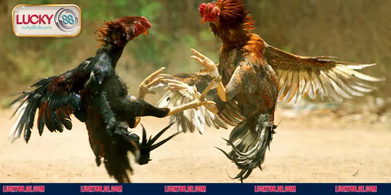 Chiến kê trang bị cựa tròn gây ra sát thương yếu hơn cựa sắt