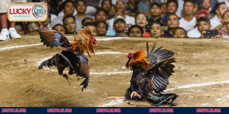 Lý do bạn nên cá cược đá gà Kelso tại nhà cái