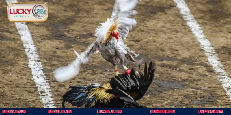 Mỗi trận đấu đều được tổ chức giám sát nghiêm ngặt ở các khâu